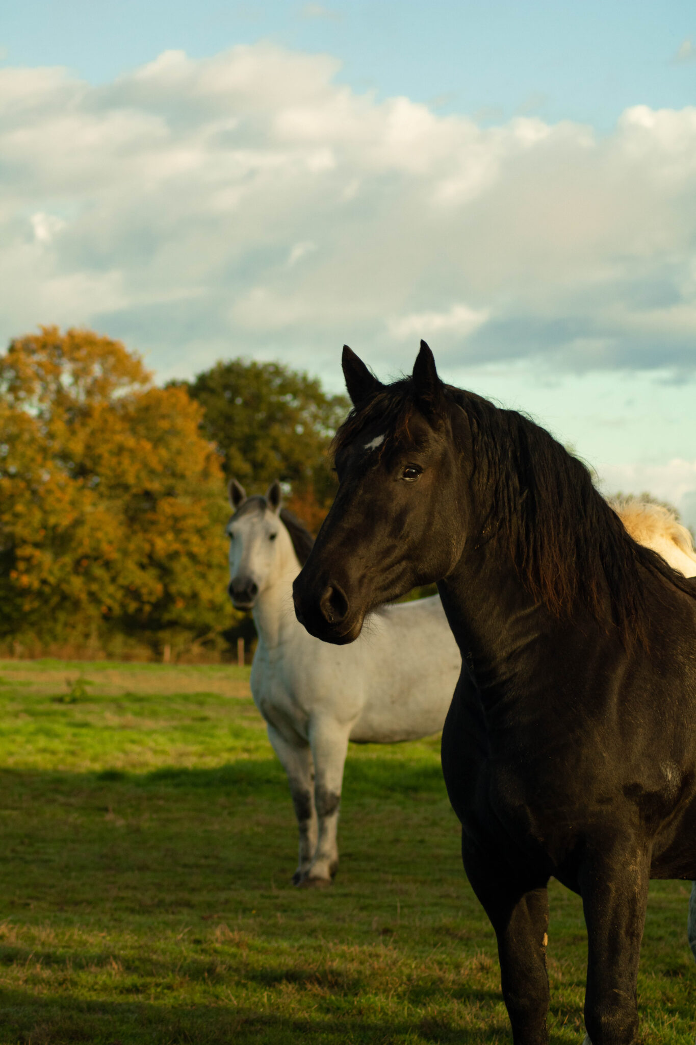Percherons